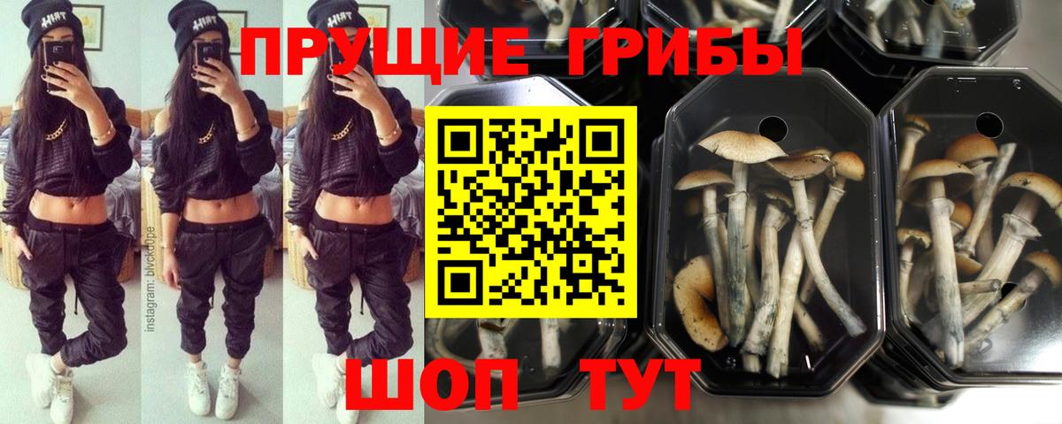 Тейково  Псилоцибиновые грибы Psilocybine cubensis  Вход с VPN 